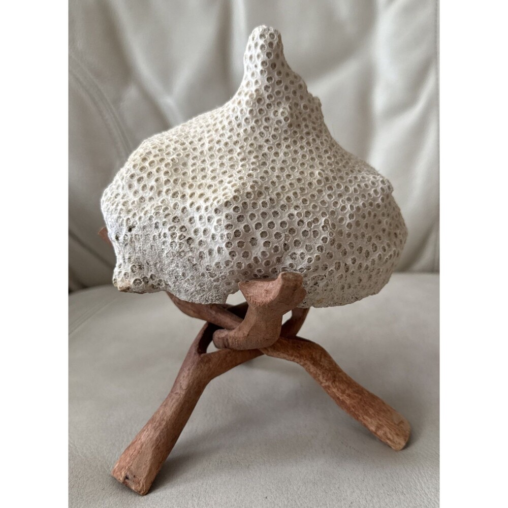 Vintage Large Natural White Star Coral with Driftwood Display Stand Approx 7x6”